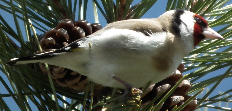European Goldfinch