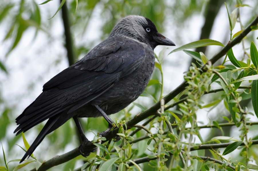 Western Jackdaw