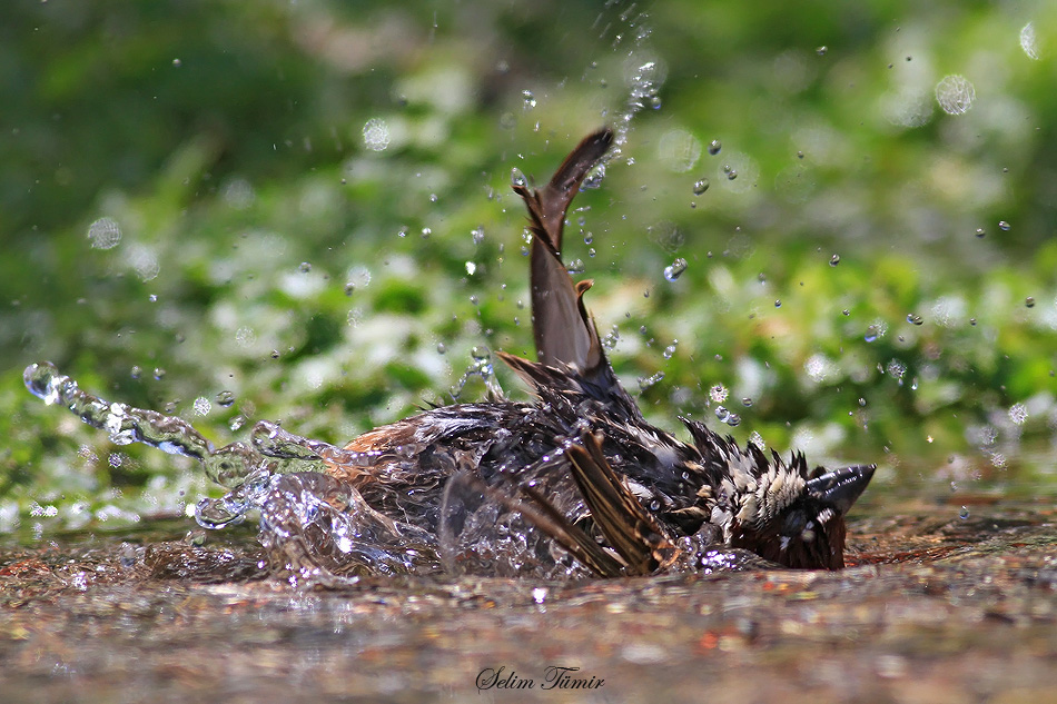 Spanish Sparrow