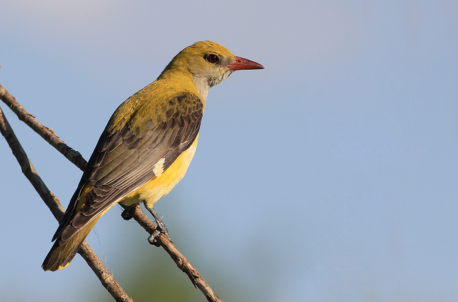 Eurasian Golden Oriole