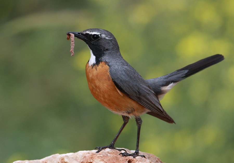 White-throated Robin