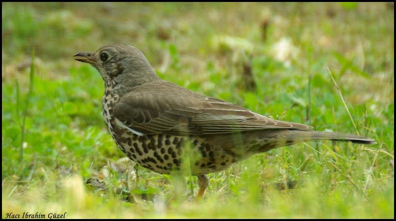 Mistle Thrush