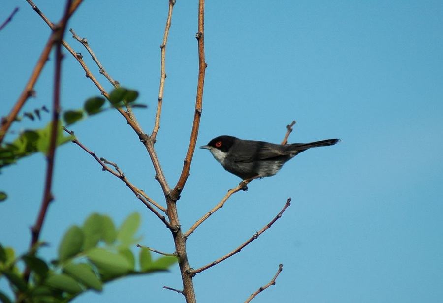 Sardinian Warbler