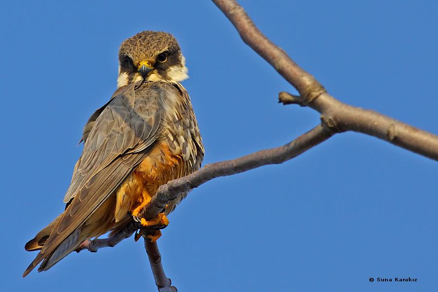 Eurasian Hobby