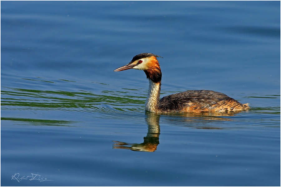 Great Crested Grebe