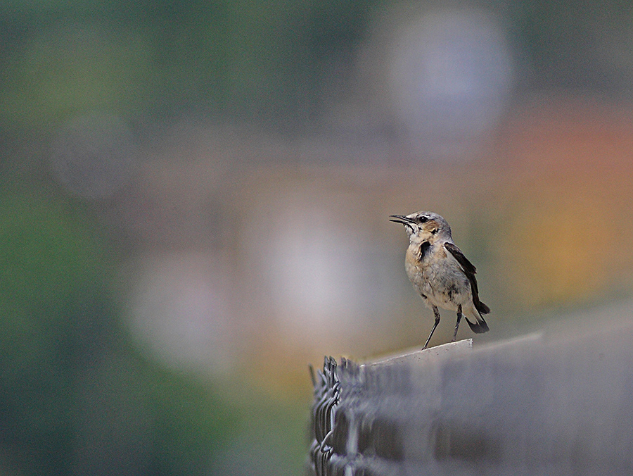 Northern Wheatear