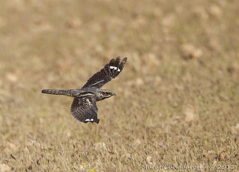 European Nightjar