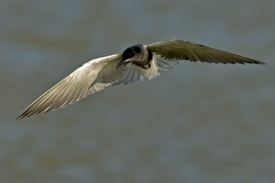 Black Tern