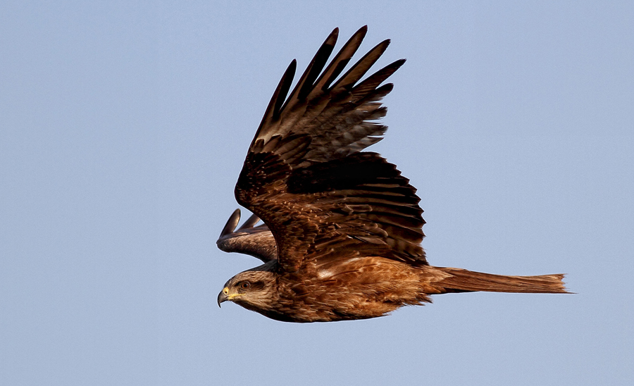 Black Kite
