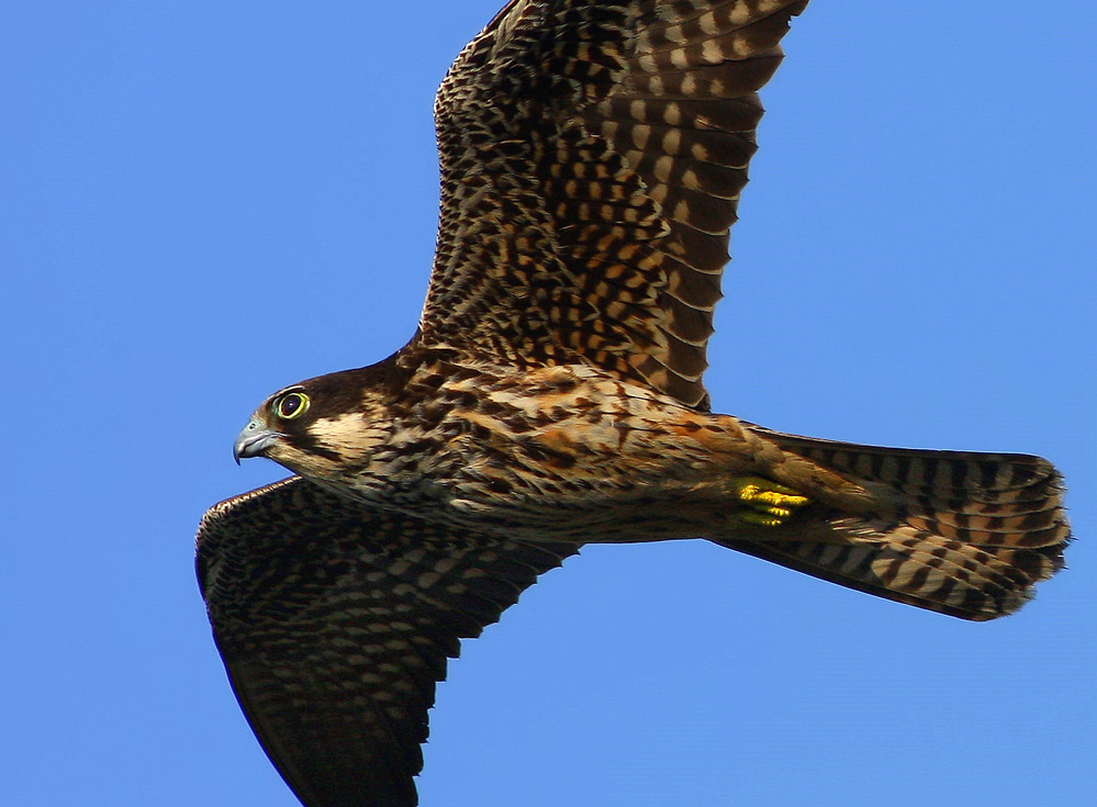 Eleonora`s Falcon