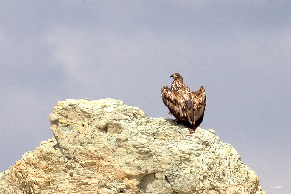 White-tailed Eagle