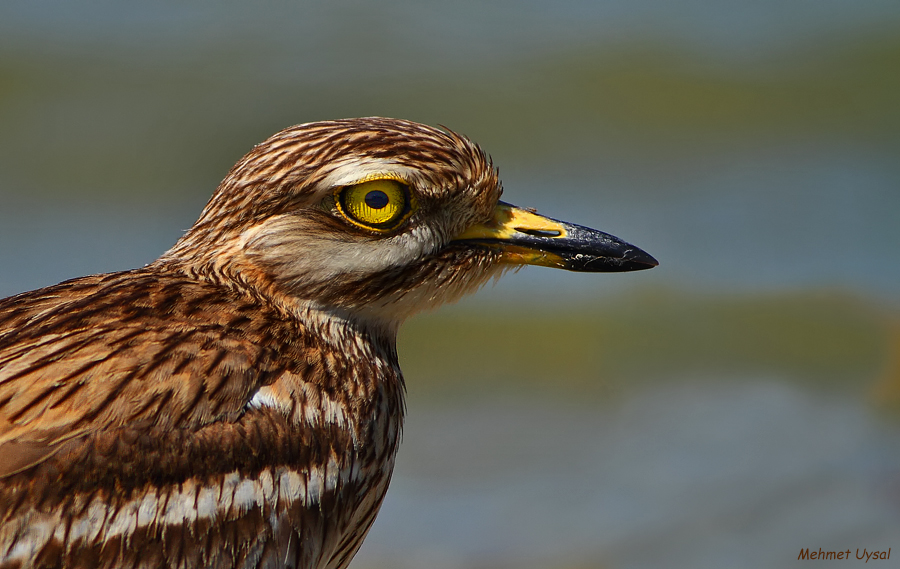 Eurasian Stone-curlew