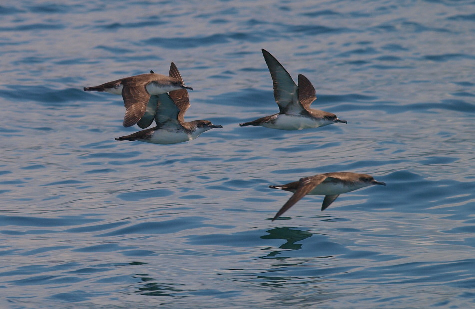 Yelkouan Shearwater