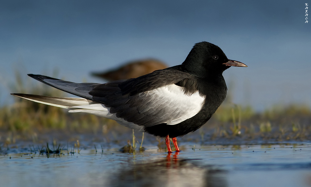 White-winged Tern
