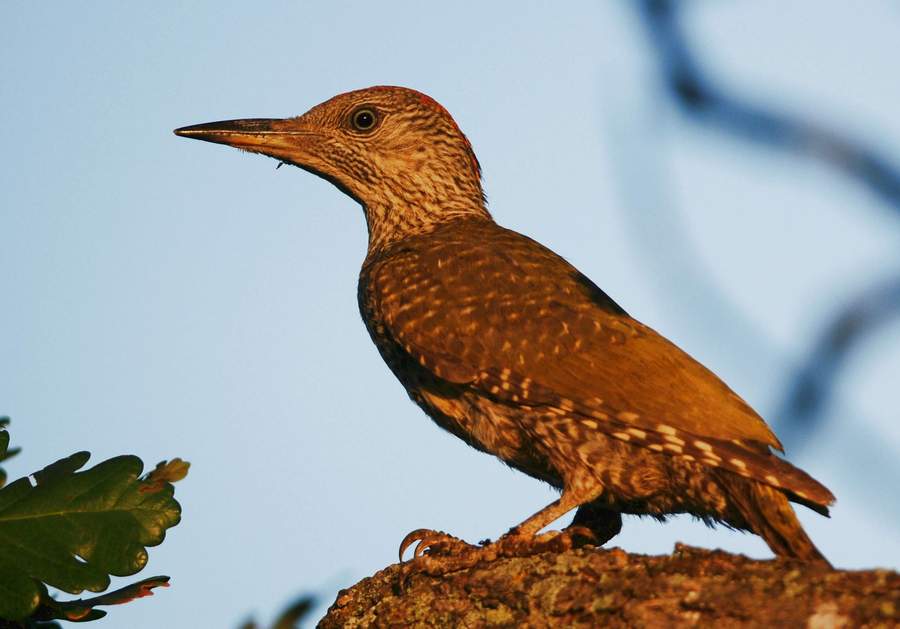European Green Woodpecker