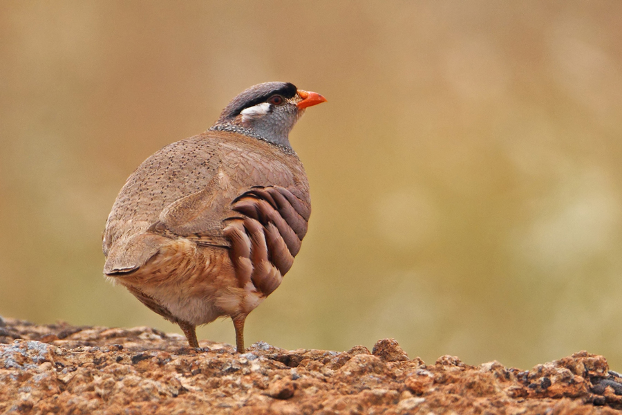 See-see Partridge