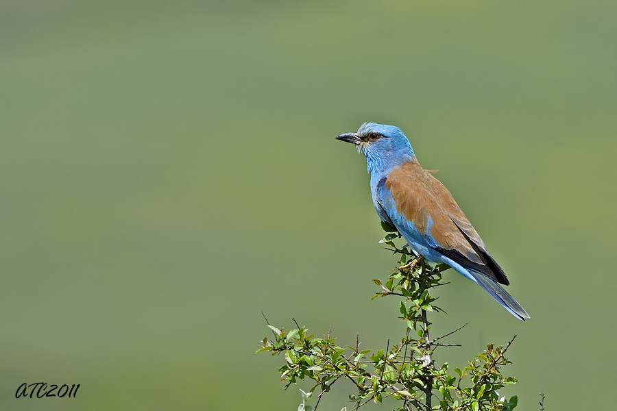 European Roller