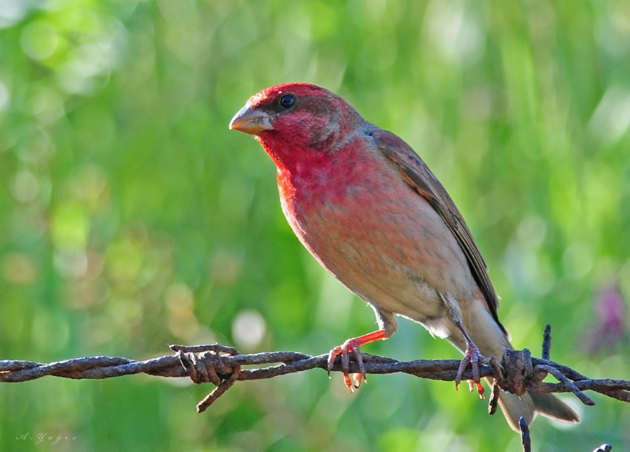 Common Rosefinch