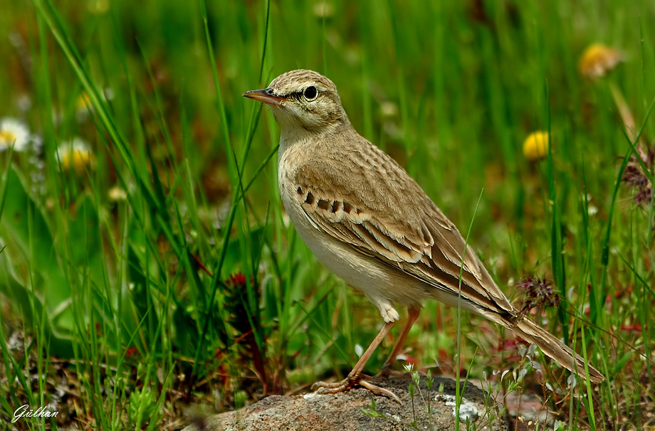 Tawny Pipit