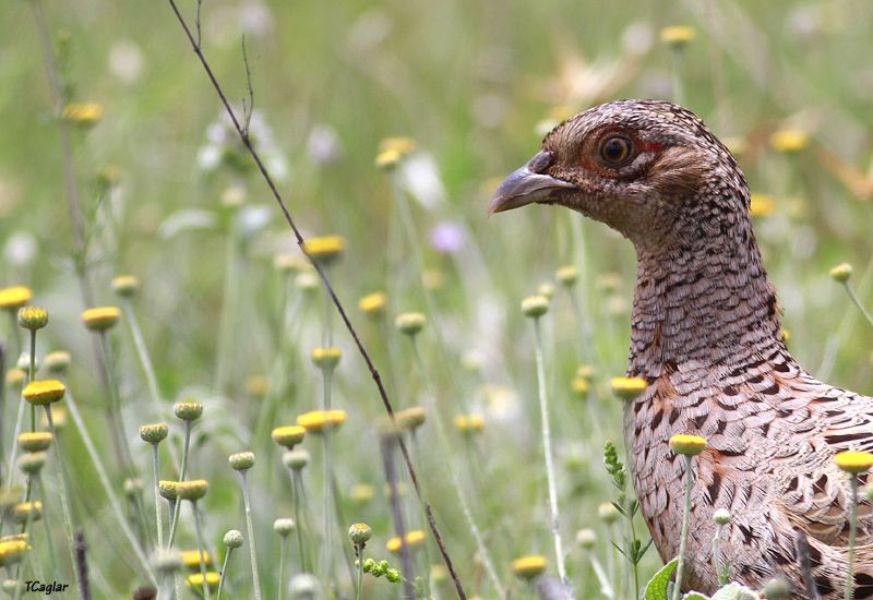 Common Pheasant