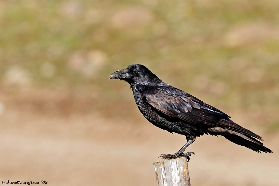 Northern Raven
