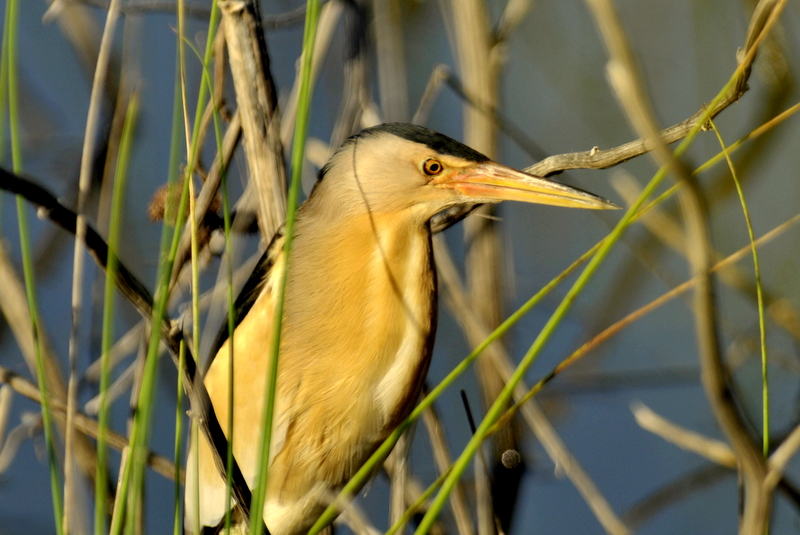 Little Bittern