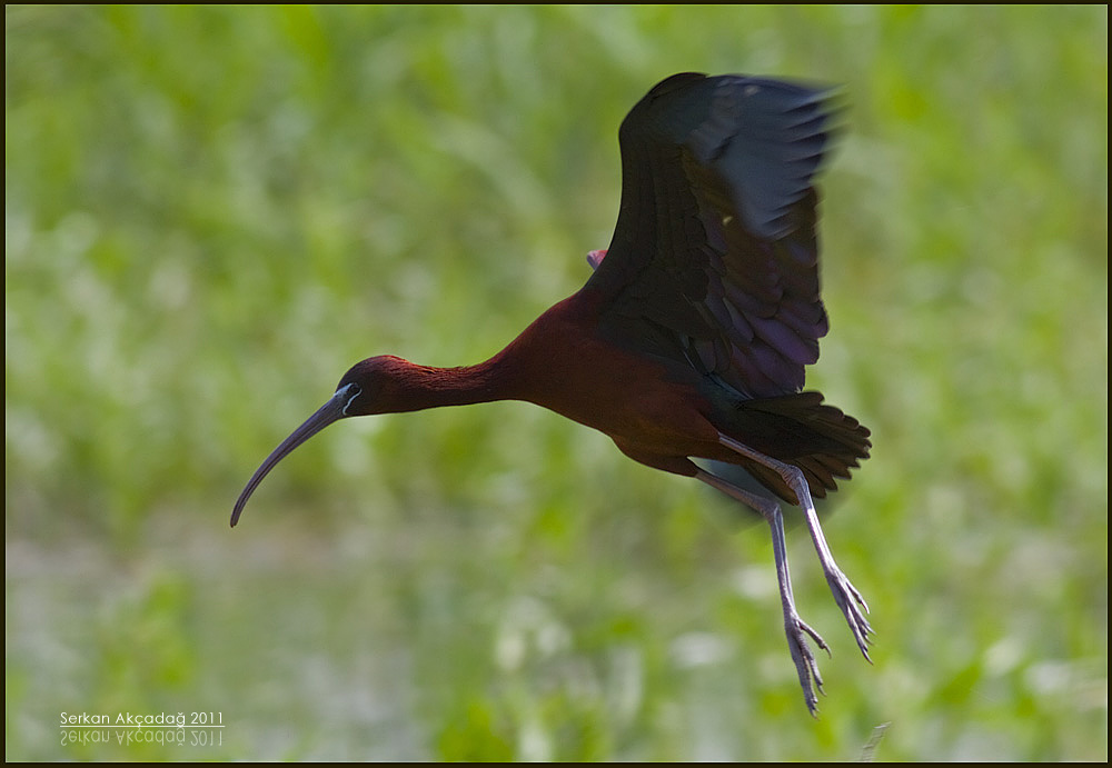 Glossy Ibis