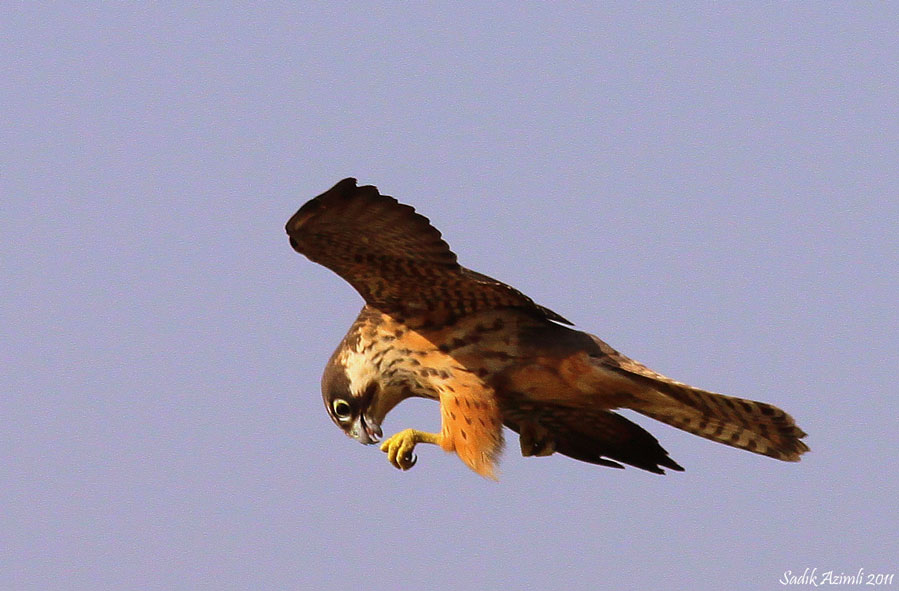 Eleonora`s Falcon