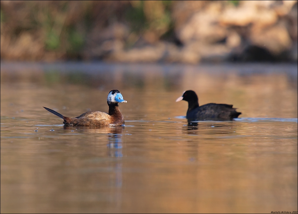 White-headed Duck