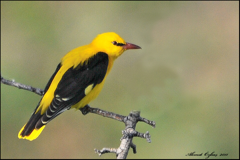 Eurasian Golden Oriole