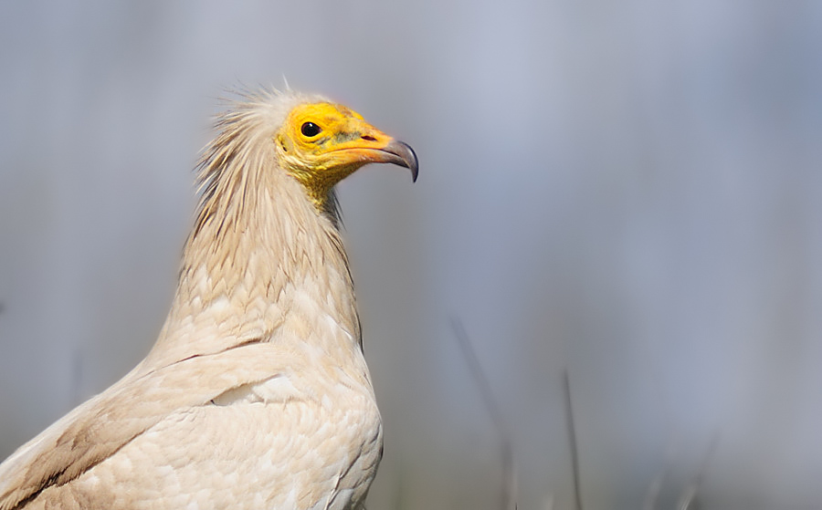 Egyptian Vulture