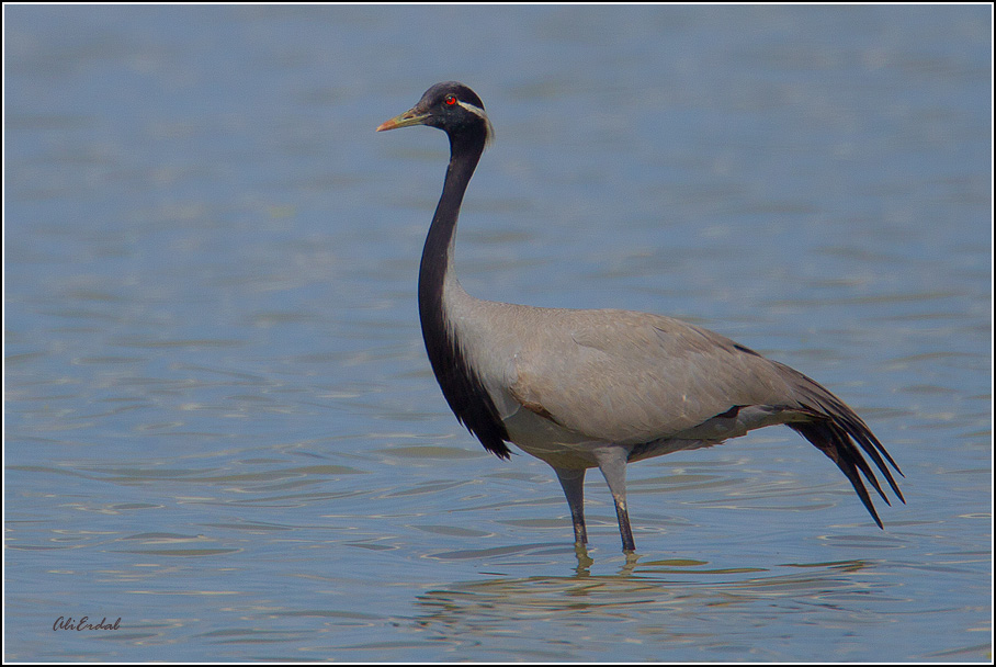 Demoiselle Crane