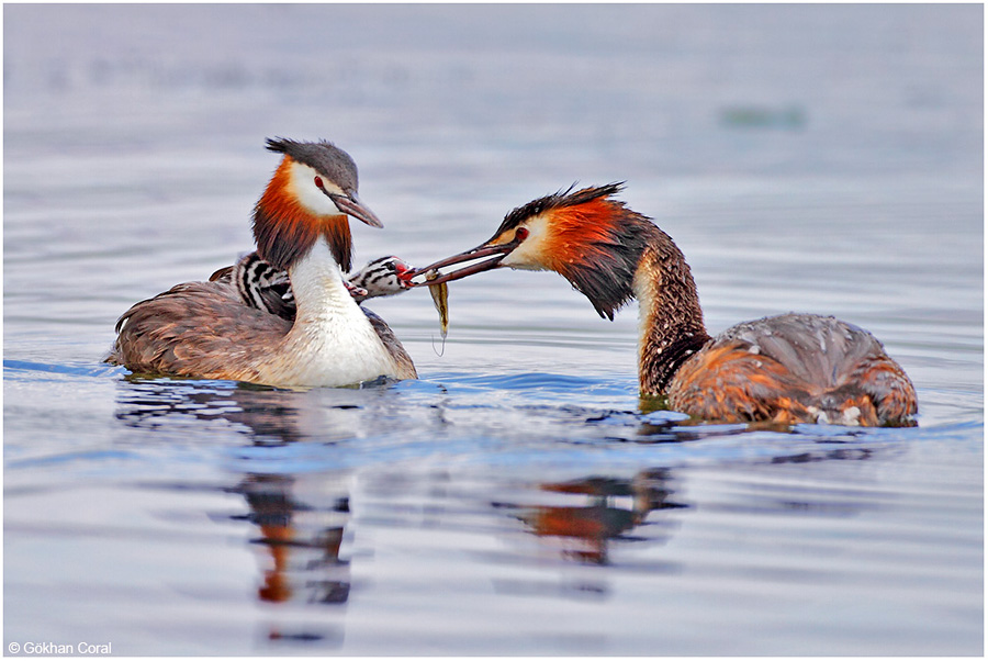 Great Crested Grebe