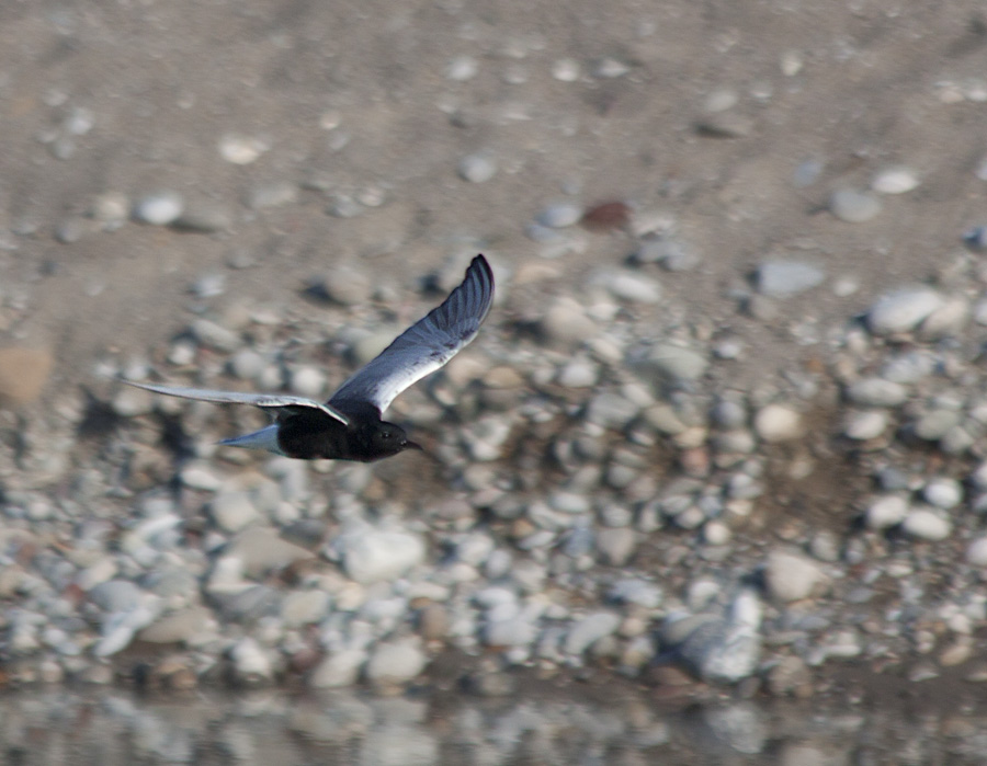 White-winged Tern