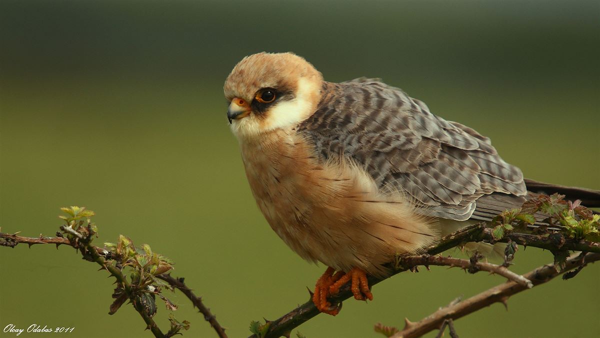 Red-footed Falcon