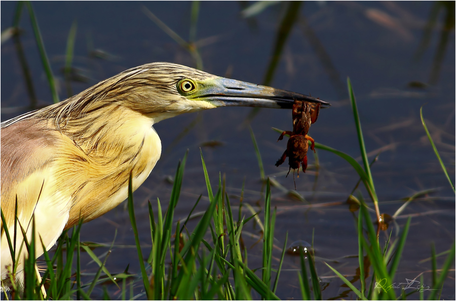 Squacco Heron