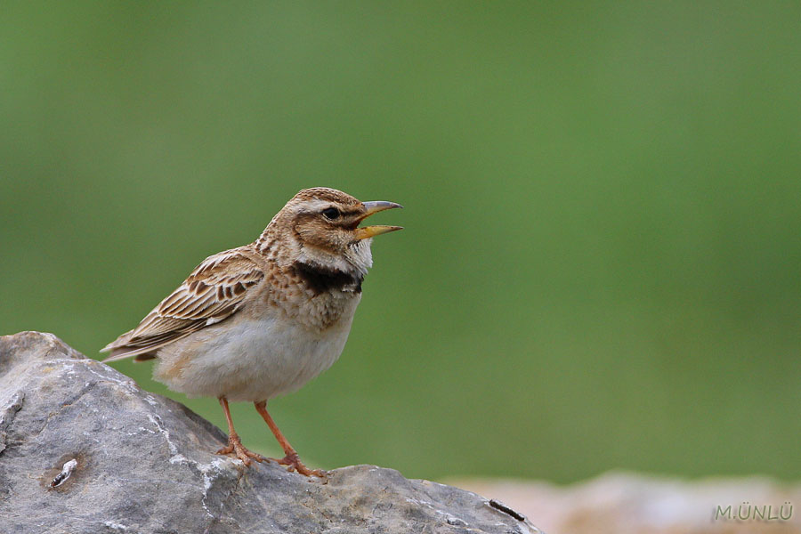Bimaculated Lark