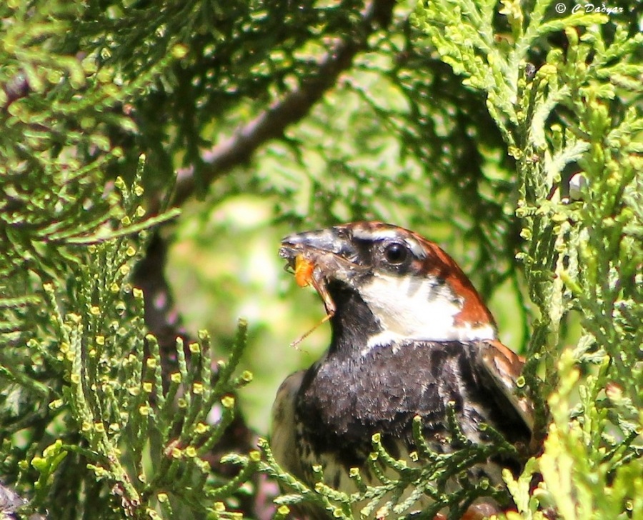 Spanish Sparrow