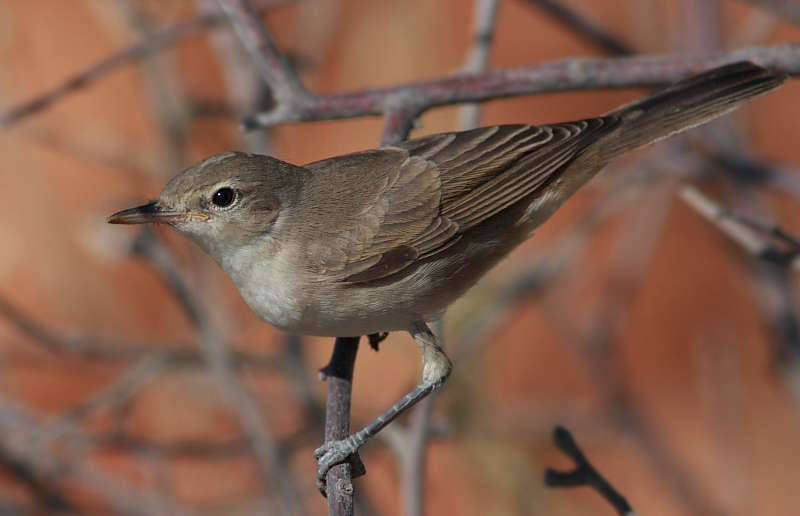 Upcher`s Warbler
