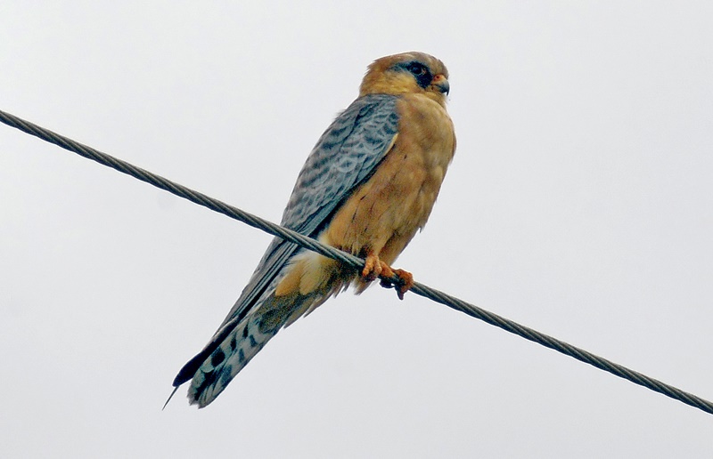 Red-footed Falcon