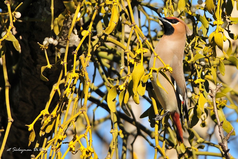 Bohemian Waxwing