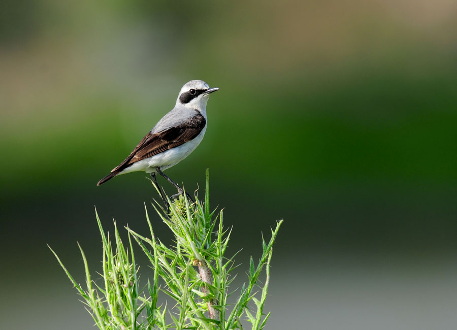 Northern Wheatear