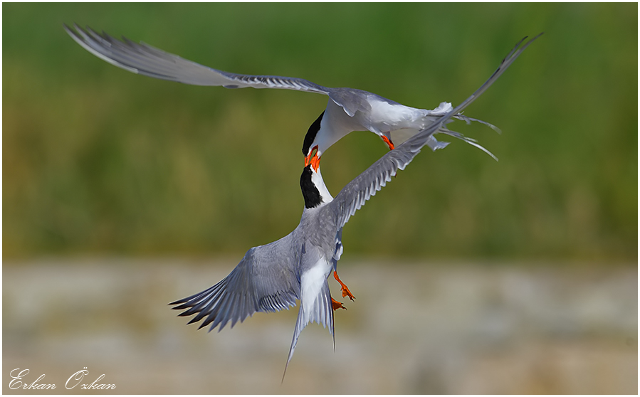 Common Tern