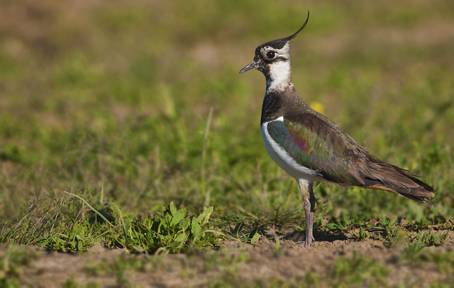 Northern Lapwing
