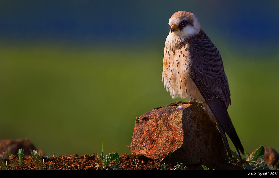 Red-footed Falcon