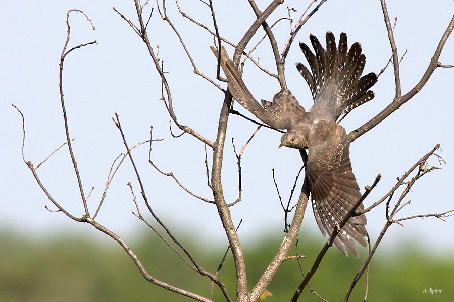 Common Cuckoo