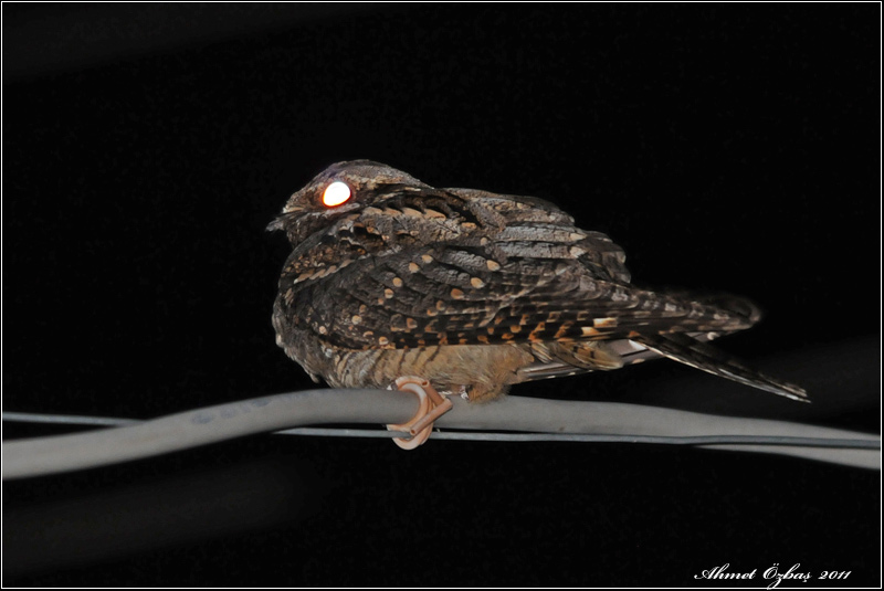 European Nightjar