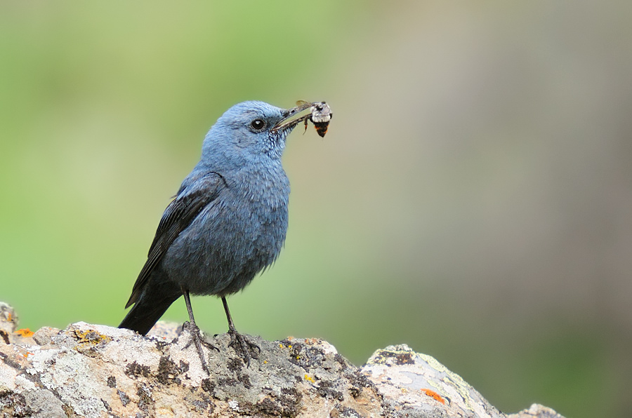 Blue Rock Thrush