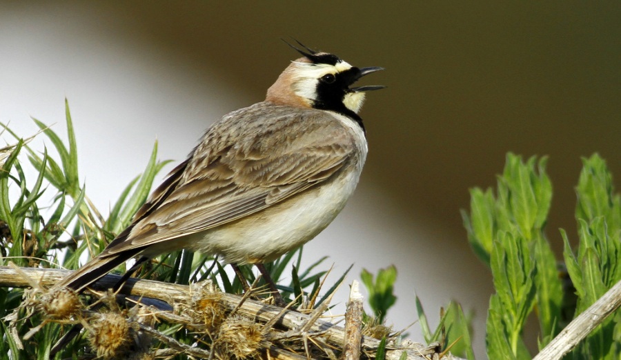 Horned Lark