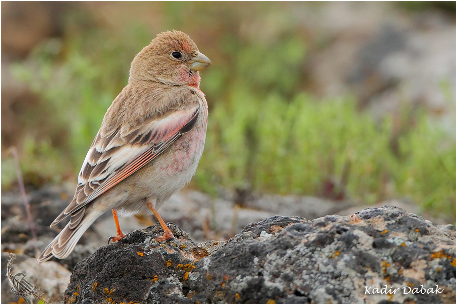 Mongolian Finch